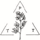 Logo dell' Associazione per la Tutela delle Tradizioni Popolari del Trapanese
